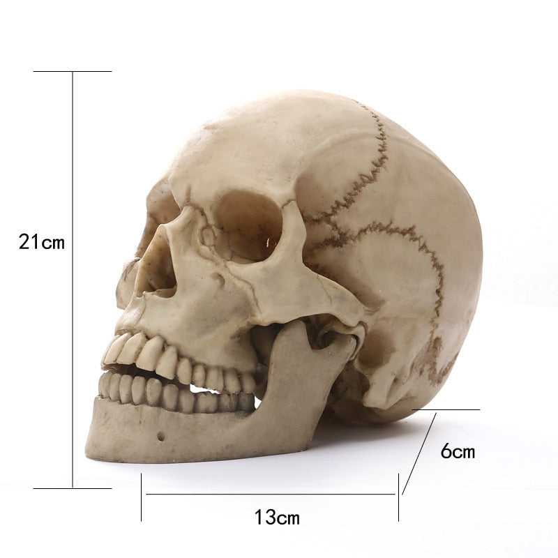 LZINA™ | 1:1 Human Head Skull Statue for Home Decor Resin Figures Halloween Decoration Sculpture Medical Teaching Sketch Model Craft