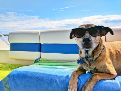 LZINA™ | Cooling mat for pets with non-toxic self-cooling gel