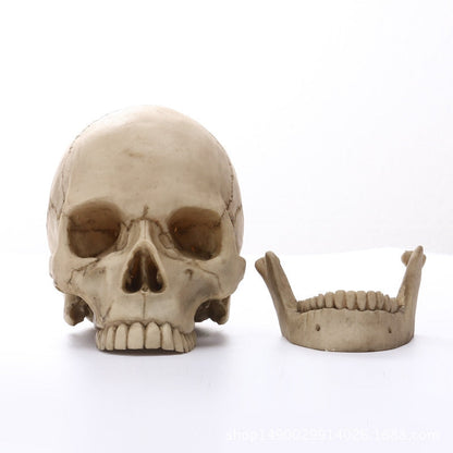 LZINA™ | 1:1 Human Head Skull Statue for Home Decor Resin Figures Halloween Decoration Sculpture Medical Teaching Sketch Model Craft