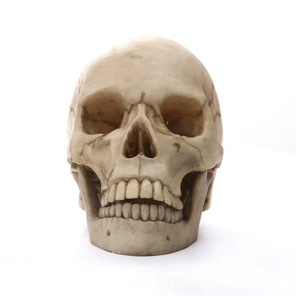 LZINA™ | 1:1 Human Head Skull Statue for Home Decor Resin Figures Halloween Decoration Sculpture Medical Teaching Sketch Model Craft