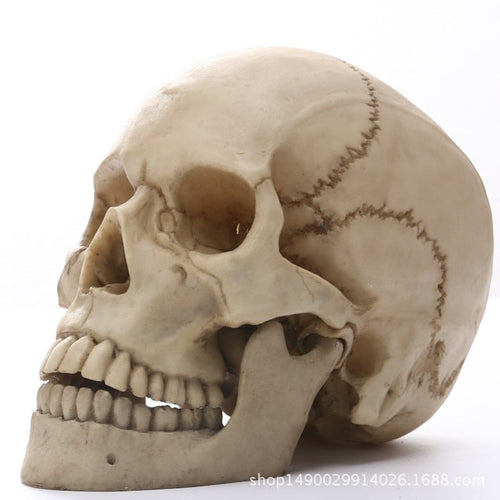 LZINA™ | 1:1 Human Head Skull Statue for Home Decor Resin Figures Halloween Decoration Sculpture Medical Teaching Sketch Model Craft