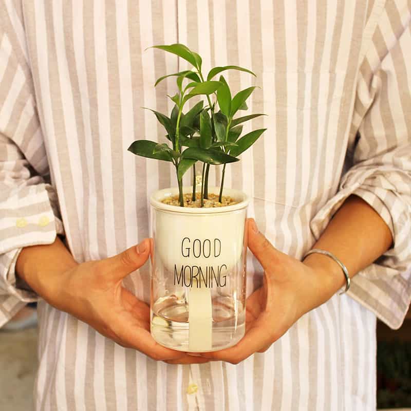 BowLift Self-Watering Hydro Flower Pot — Effortless Hydration for Lush, Vibrant Blooms