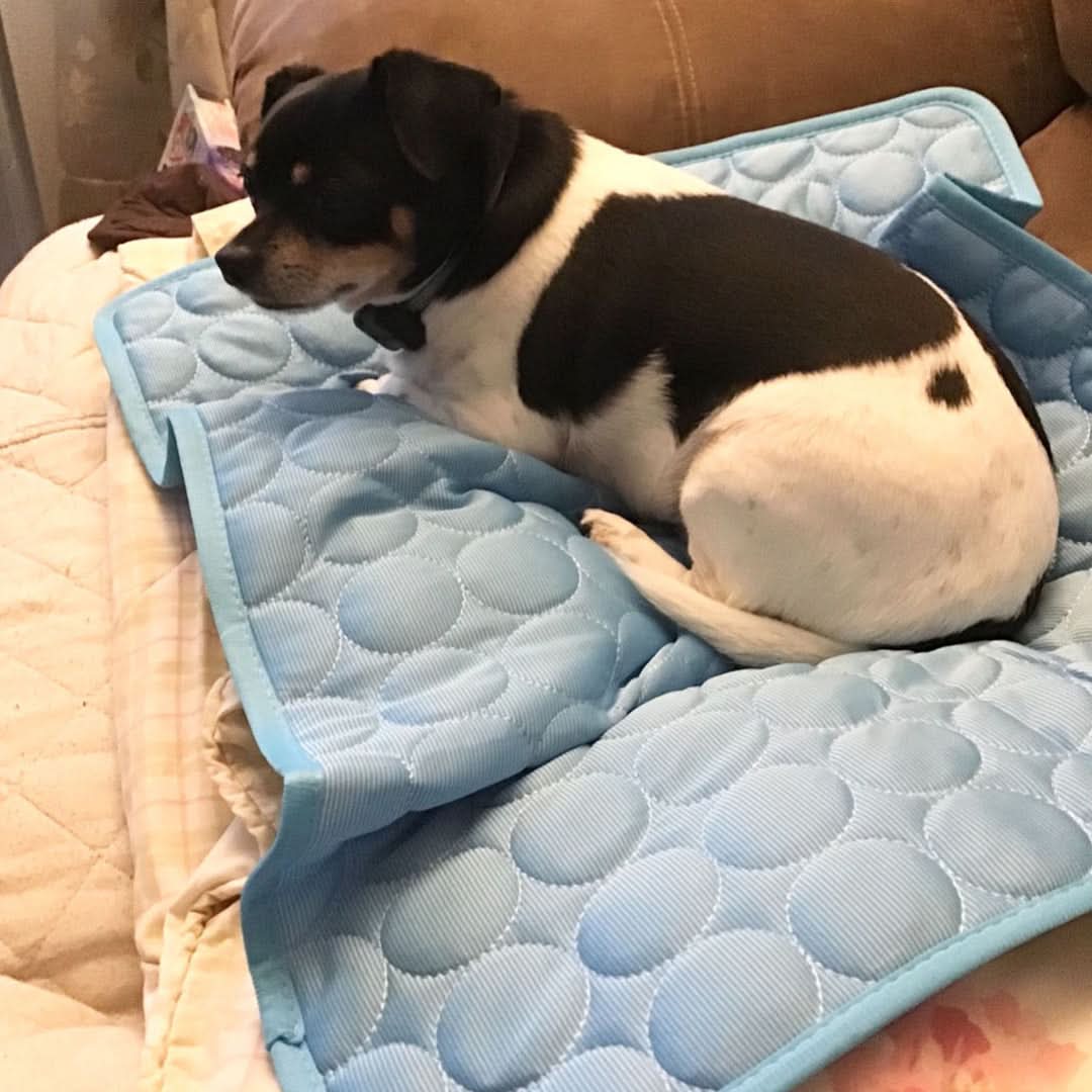 LZINA™ | COOLTAILS - Premium Cooling Mat