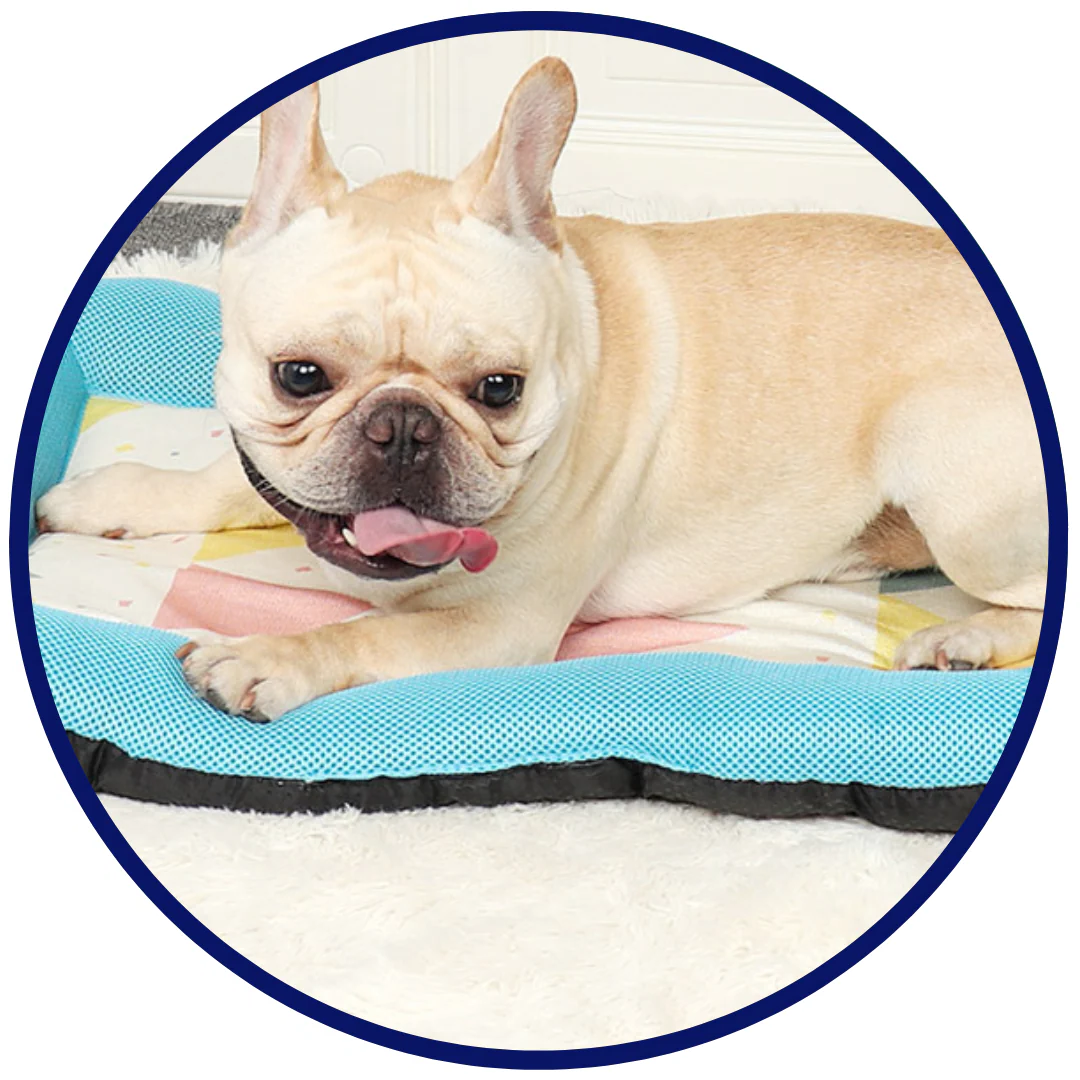 Pet Silk Cooling Mat | Bowlift