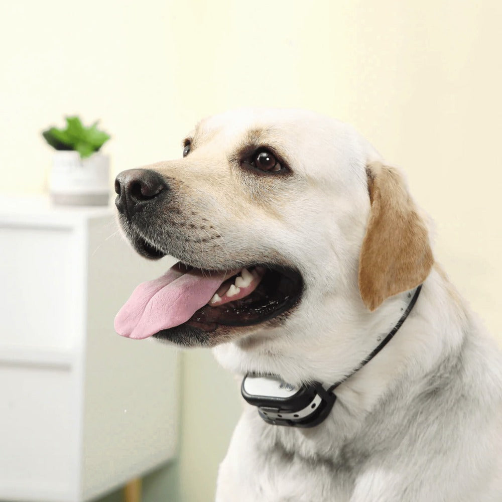 BowLift | SafeZone Wireless Dog Fence & Training Collar – Rechargeable, Waterproof & Pet-Friendly Correction Modes