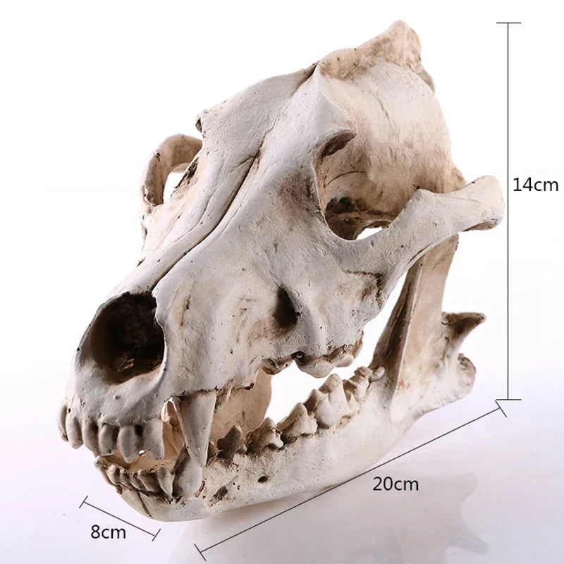 LZINA™ | Wolf Skull Sculpture Model