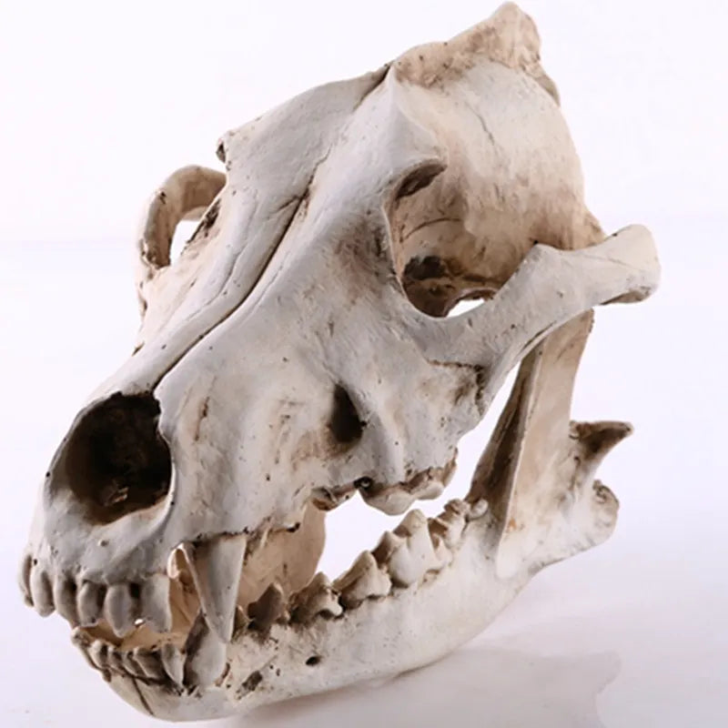 LZINA™ | Wolf Skull Sculpture Model