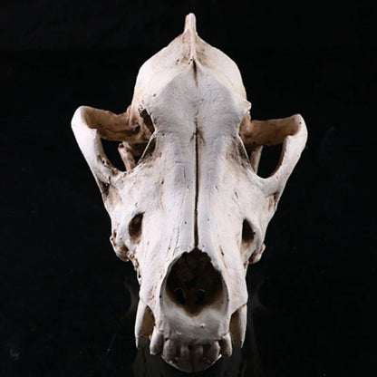 LZINA™ | Wolf Skull Sculpture Model