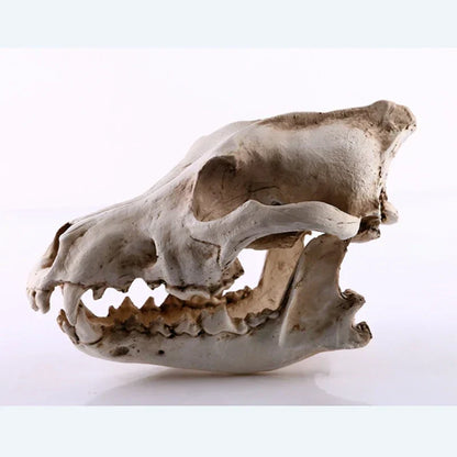 LZINA™ | Wolf Skull Sculpture Model