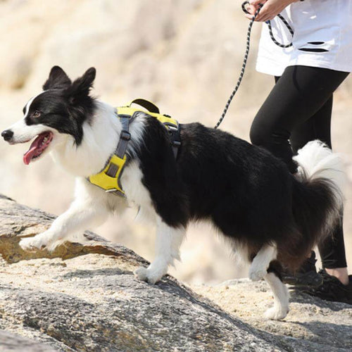 BowLift | Multifunctional explosion-proof anti-pull harness for medium to large dogs harness