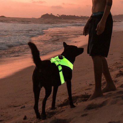 LED Dog Harness USB rechargeable & adjustable Bowlift