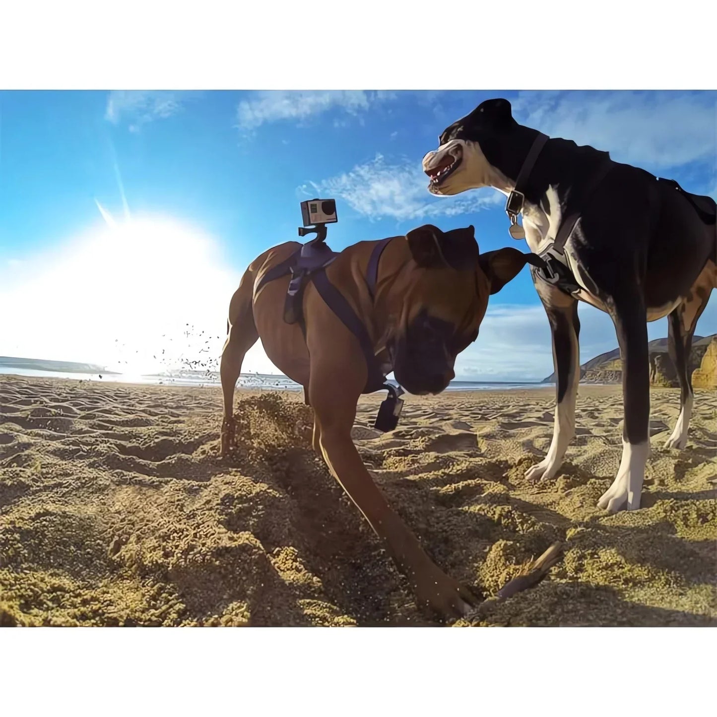 Action-Cam Dog Harness with 360° Perspective Bowlift