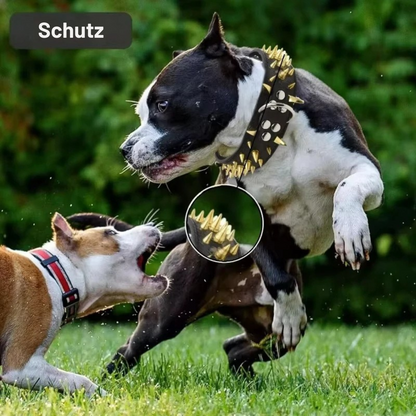 Dog collar with studs for large dogs Bowlift