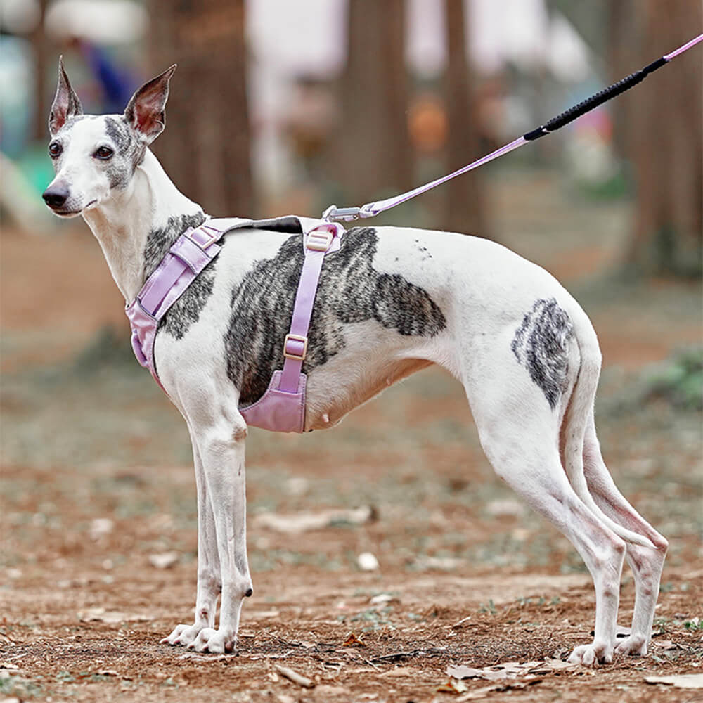 AquaCool - Anti-Pull Dog Harness with Multi-Functional Leash Bowlift