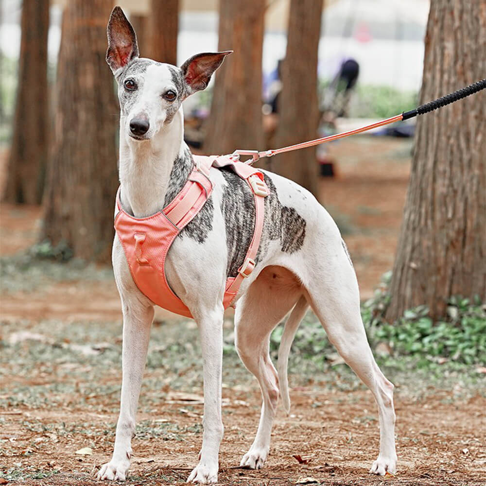 AquaCool - Anti-Pull Dog Harness with Multi-Functional Leash Bowlift