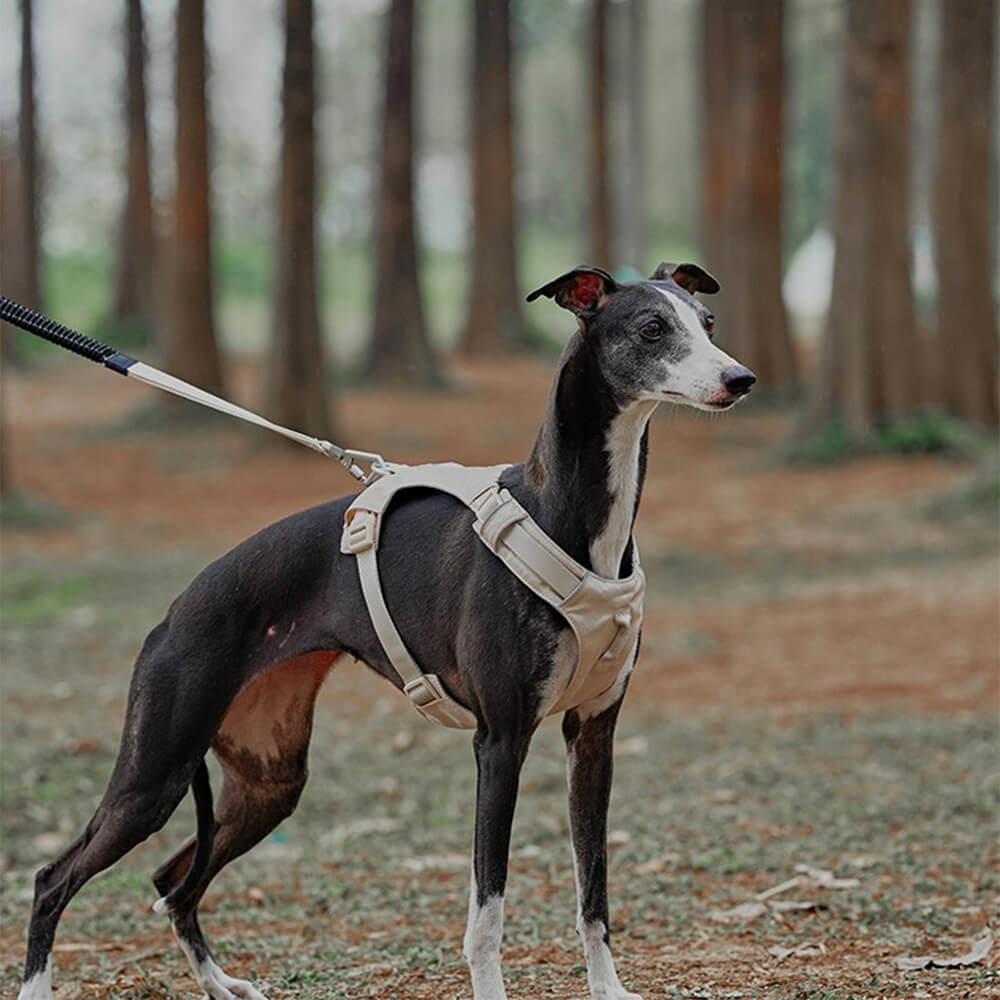 AquaCool - Anti-Pull Dog Harness with Multi-Functional Leash Bowlift