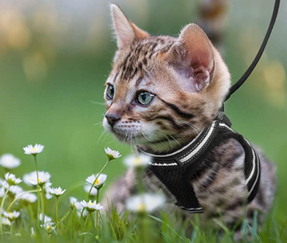 Cat Harness with Leash - AdventureKit Bowlift