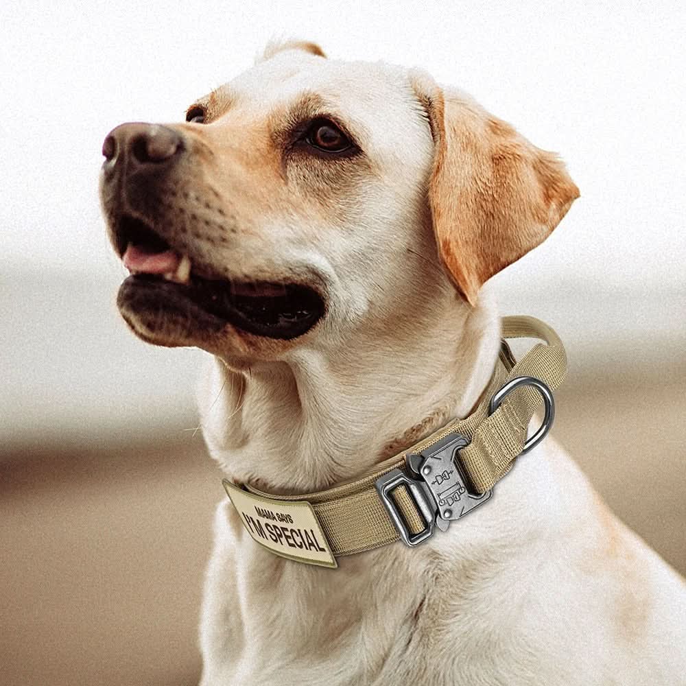 BowLift | Durable & Adjustable Collar for Training & Everyday Use