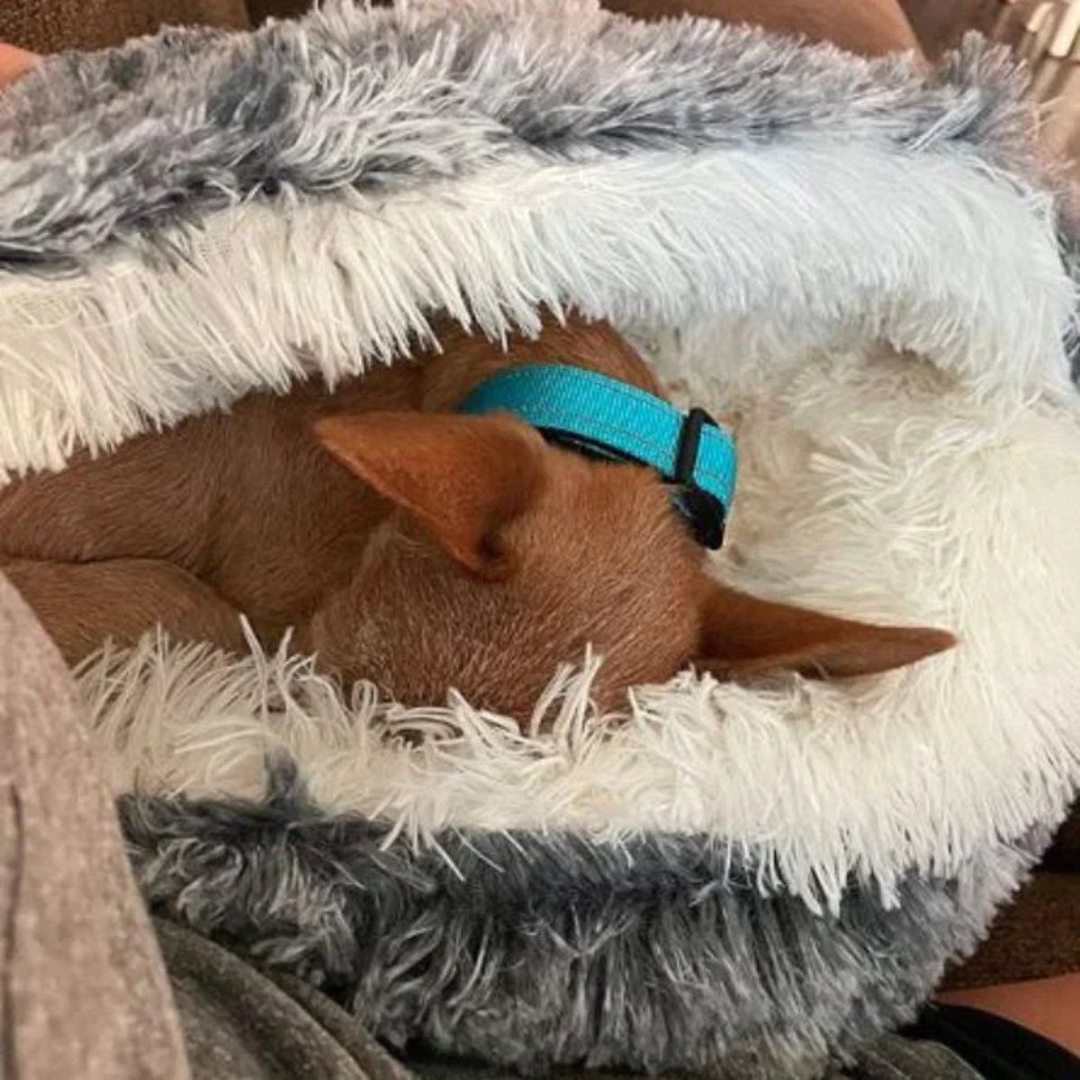 BowLift | Cozy Cave Pet Bed | Calming & Comfortable Dog Bed for Deep Relaxation