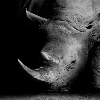 LZINA™ | Nature Wild Animals Africa Wildlife Black White - Canvas Wall Art Painting