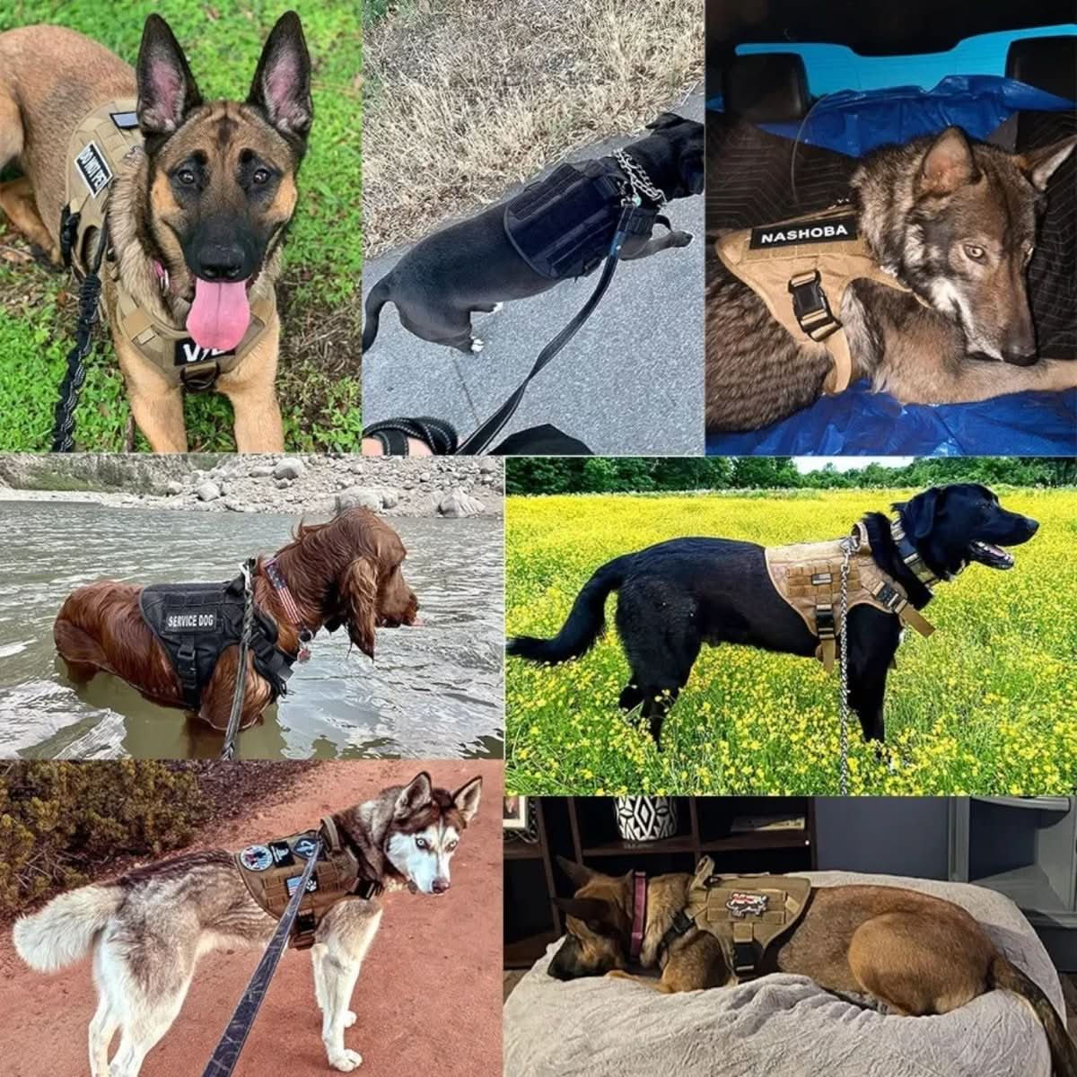 BowLift | Adjustable Dog Harness for Safe and Comfortable Training
